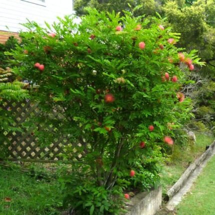 CALLIANDRA HAEMATOCEPHALA