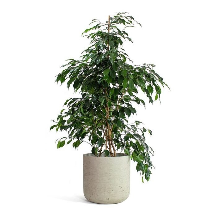 FICUS BENJAMINA WEEPING FIG