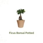 FICUS MICROCARPA-BONSAI POTTED-40 CM TOTAL HEIGHT-[NICE GIFT SET]