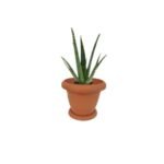 ALOE VERA POTTED - TOTAL HEIGHT 40 CM