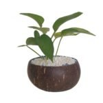 MONEY PLANT-EPIPREMNUM SMALL PLANT IN COCONUT SHELL POT-13 CM DIA -TOTAL HEIGHT 18 CM