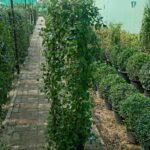 IPOMEA BLUE 1.5 MTR CLIMBER PLANT