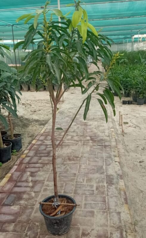 Mango Tree – Grow Fresh, Juicy Mangoes at Home!