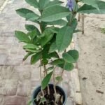 PETREA VOLUBILIS 90-100CM