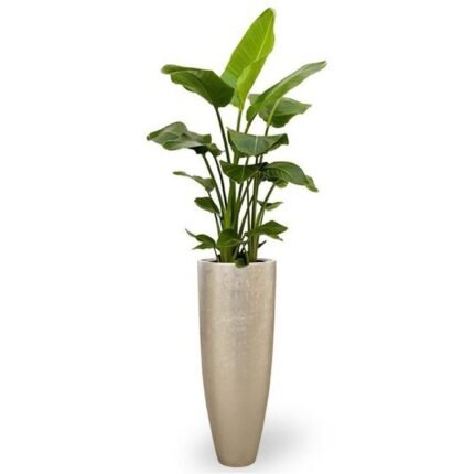 STRELITZIA NICOLAI-BIRD OF PARADISE IN GOLDEN COLOR FIBER PLANTER 125-140 CM TOTAL HEIGHT