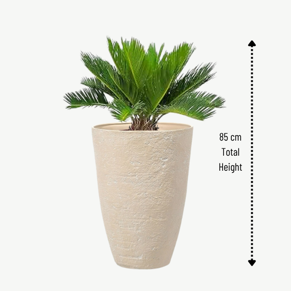 POTTED PLANTS-OUTDOOR