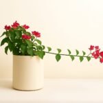 bougainvillea GRC 40cm