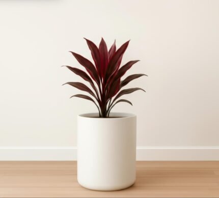 RED CORDYLINE