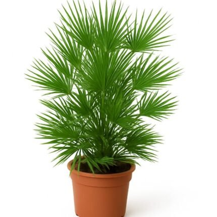 CHAMAEROPS HUMILIS – MEDITERRANEAN DWARF FAN PALM -INDOOR & OUTDOOR ORNAMENTAL PLANT