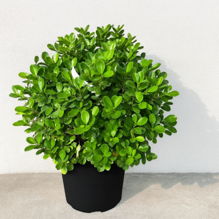 FICUS PANDA BALL SHAPE -PREMIUM ROUND TOPIARY PLANT
