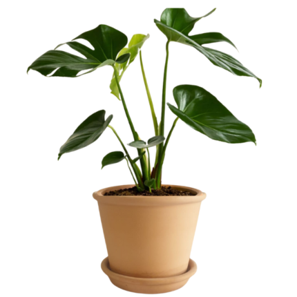 MONSTERA DELICIOSA IN TERRACOTTA POT - TOTAL HEIGHT 75 CM