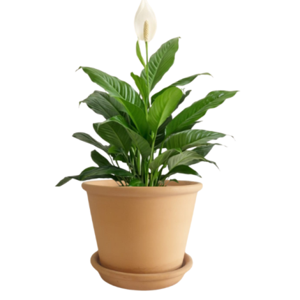 SPATHIPHYLLUM-PEACE LILY POTTED IN TERRACOTTA POT-TOTAL HT 35 CM