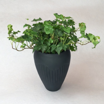 HEDERA HELIX – ENGLISH IVY IN BLACK CERAMIC VASE – TOTAL HEIGHT-33 CM