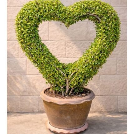 EHRETIA HEART SHAPE TOPIARY PLANT-60-80 CM HEIGHT