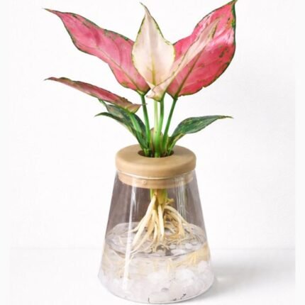 AGLAONEMA RED-IN WATER VASE-18 CM TOTAL HEIGHT