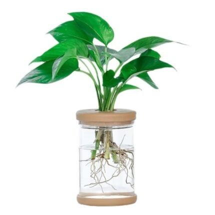 EPIPREMNUM-MONEY PLANT-IN WATER VASE -18 CM TOTAL HEIGHT
