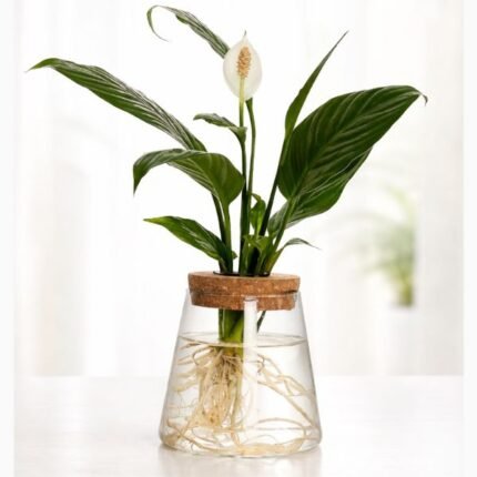 PEACE LILY-IN WATER VASE -8.5 CM HEIGHT - 6.5 CM DIA
