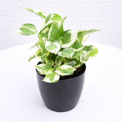 VARIEGATED MONEY PLANT -SILVER DOTTED INDOOR PLANT-POTTED - 25 CM HEIGHT