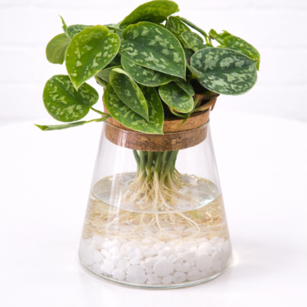 SCINDAPSUS DOTTED LEAVES - IN WATER VASE
