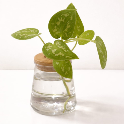 POTHOS-IN WATER VASE-18 CM TOTAL HEIGHT