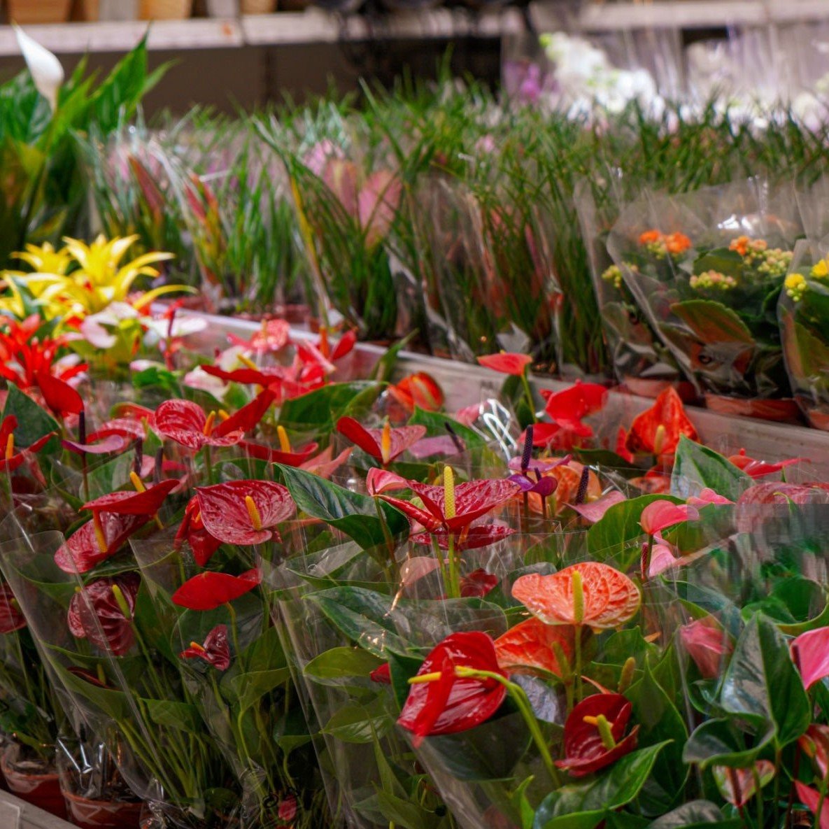 INDOOR FLOWERING PLANTS