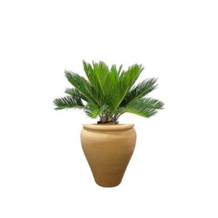 CYCAS PALM IN TERRACOTTA POT – PREMIUM ORNAMENTAL PLANT- 50-60 CM TOTAL HEIGHT