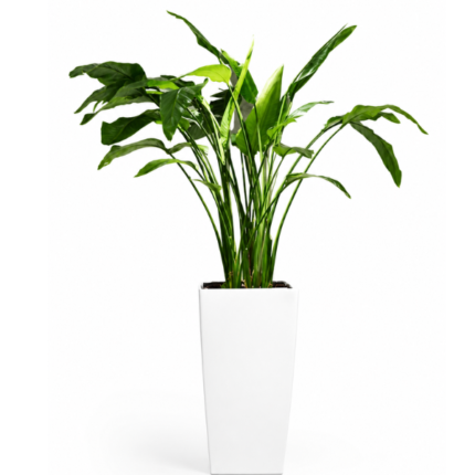 STRELITSIA NICOLAI IN FIBER POT - 150 CM TOTAL HEIGHT