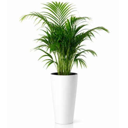 ARECA PALM IN FIBER POT – 175 CM  TOTAL HEIGHT