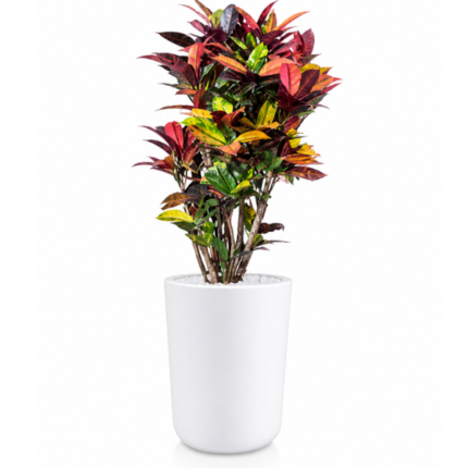 CROTON PLANT IN CONCRETE POT – 100 CM TOTAL HEIGHT