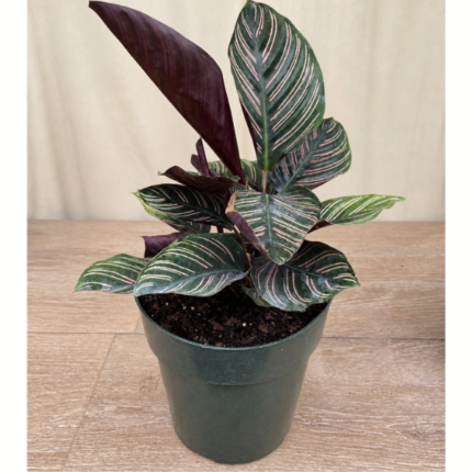 CALATHEA ORNATA PET-FRIENDLY INDOOR PLANT