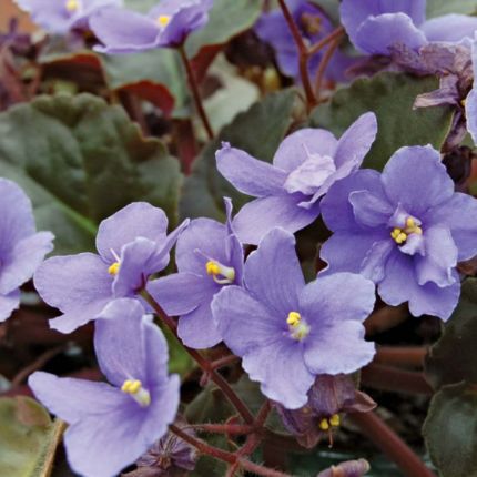 AFRICAN VIOLET (SAINTPAULIA) – FLOWERING INDOOR PLANT