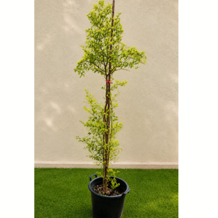 PREMIUM SIDRA TREE – 2 MTR HEIGHT - OUTDOOR TREE
