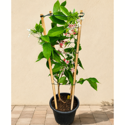 QUISQUALIS INDICA (INDIAN JASMINE) – FRAGRANT FLOWERING CLIMBER PLANT