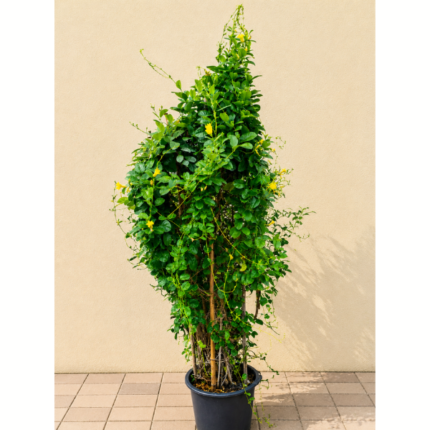 MANDIVILLA YELLOW CLIMBER PLANT – 2 MTR HEIGHT