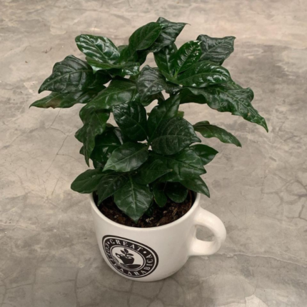 COFFEE PLANT (COFFEA ARABICA) – PREMIUM INDOOR PLANT