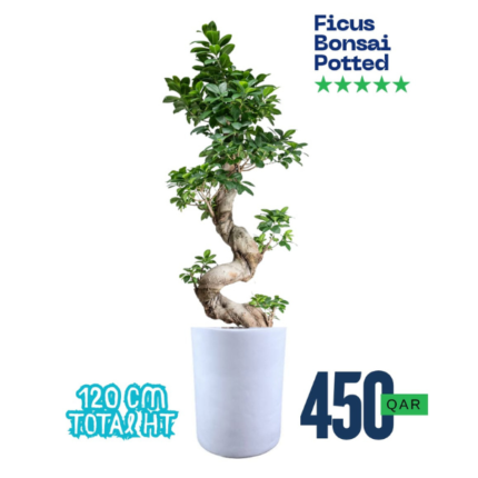 Ficus Bonsai Potted Plant