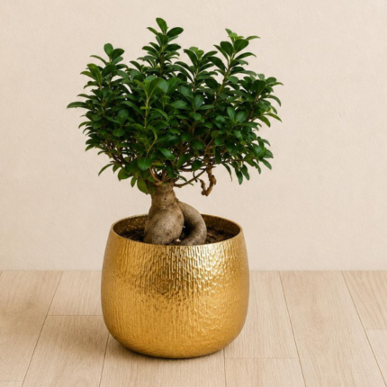 FICUS BONSAI IN GOLD DECORATIVE POT- TOTAL HEIGHT - 35 CM