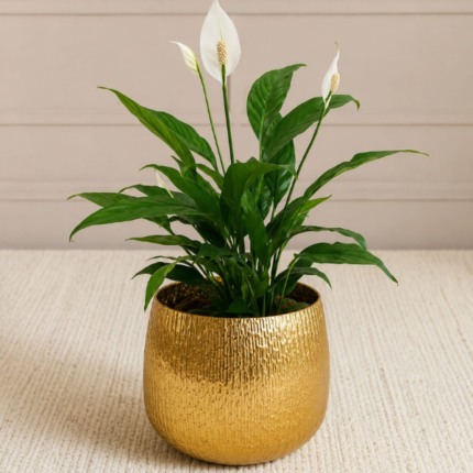 PEACE LILY IN GOLD DECORATIVE POT- TOTAL HEIGHT - 40 CM