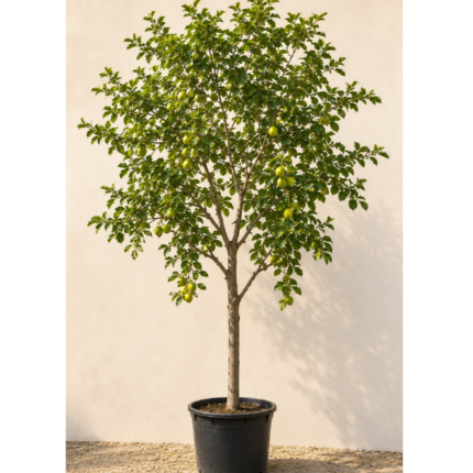 BUMBER TREE PLANT - CORDIA DICHOTOMA