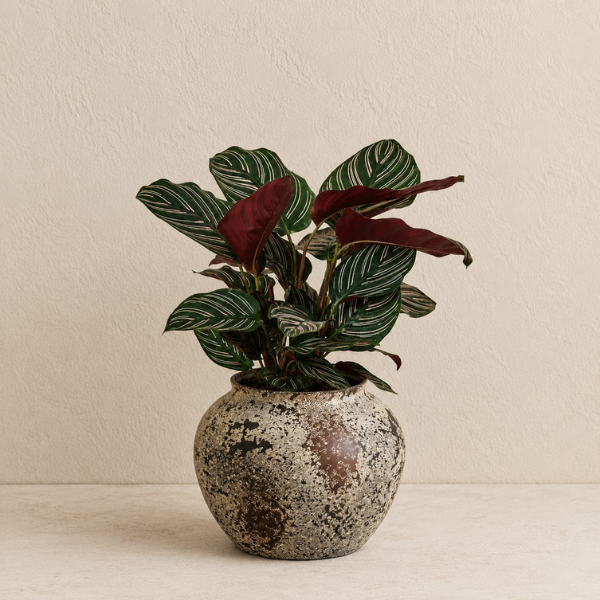 Calathea Ornata