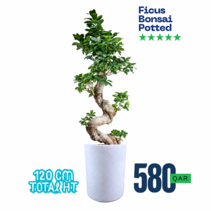 Ficus Bonsai Potted Plant