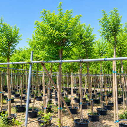 Dalbergia sissoo – Indian Rosewood Tree