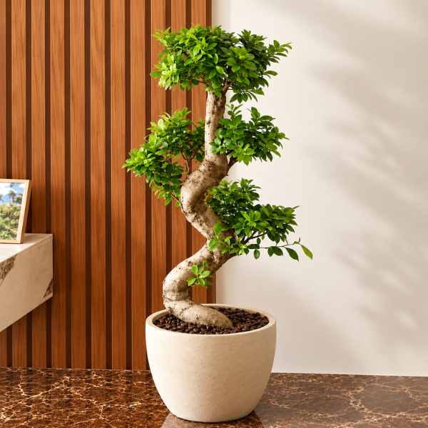 Ficus Bonsai Potted Ficus Bonsai Potted -indoor plants