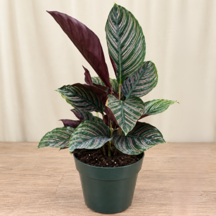 CALATHEA ORNATA PET-FRIENDLY INDOOR PLANT