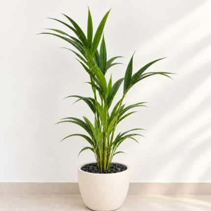 Kentia Palm with decorative pot, 100–120 cm tall