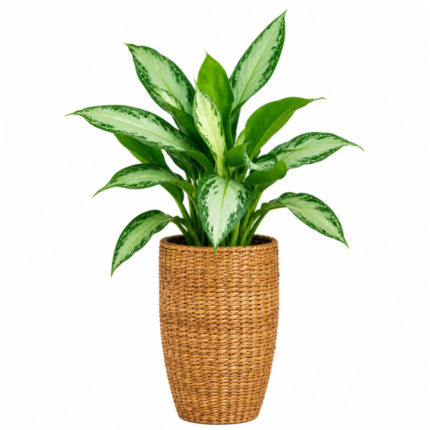 Aglaonema Silver Bay indoor plant in an eco-friendly woven pot
