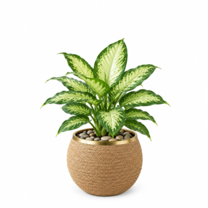 Dieffenbachia Camilla indoor plant in a decorative pot