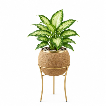 Dieffenbachia Camilla indoor plant in a decorative pot with stand