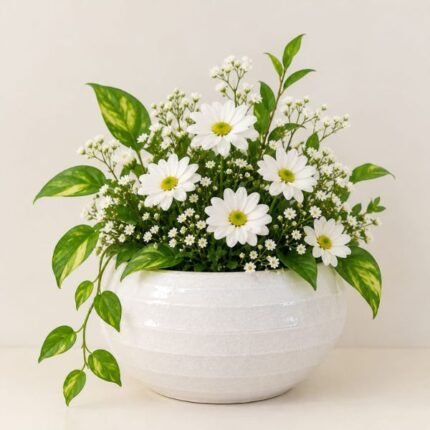 White pot with white daisy flowers and green foliage