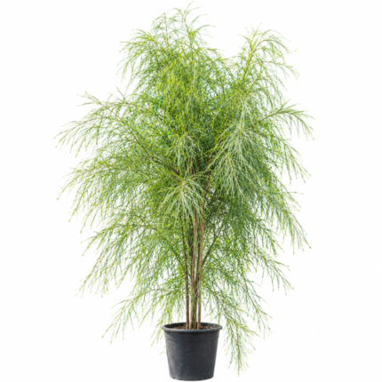 Acacia tree with delicate green foliage growing in a pot